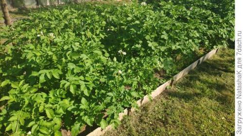 Какой урожай картофеля в 2021 году. Картофельный урожай-2021