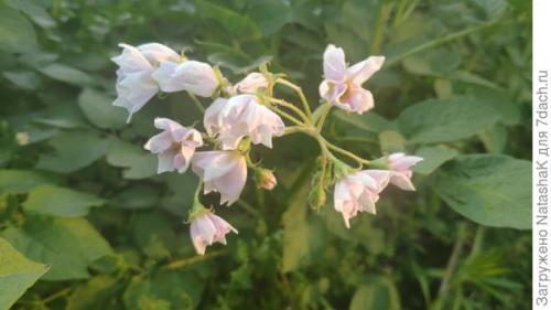 Какой урожай картофеля в 2021 году. Картофельный урожай-2021