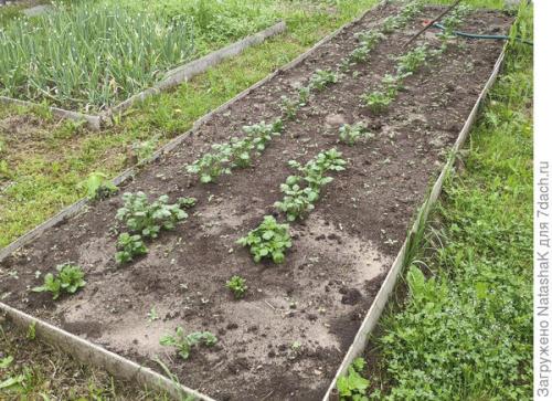 Какой урожай картофеля в 2021 году. Картофельный урожай-2021