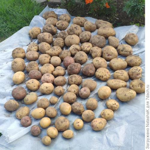 Какой урожай картофеля в 2021 году. Картофельный урожай-2021