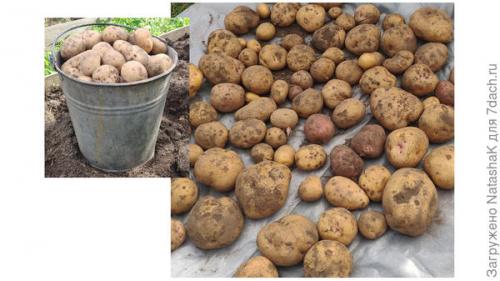 Какой урожай картофеля в 2021 году. Картофельный урожай-2021