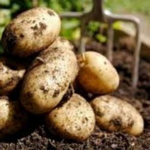 Где растет лучшая картошка в стране. Где родина картофеля? 01 Где растет лучшая картошка в стране. Где родина картофеля? 01