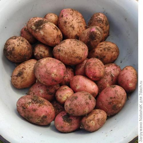 Какой урожай картофеля в 2021 году. Картофельный урожай-2021