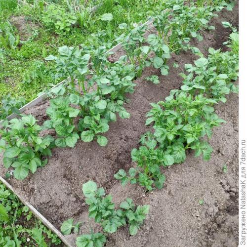 Какой урожай картофеля в 2021 году. Картофельный урожай-2021