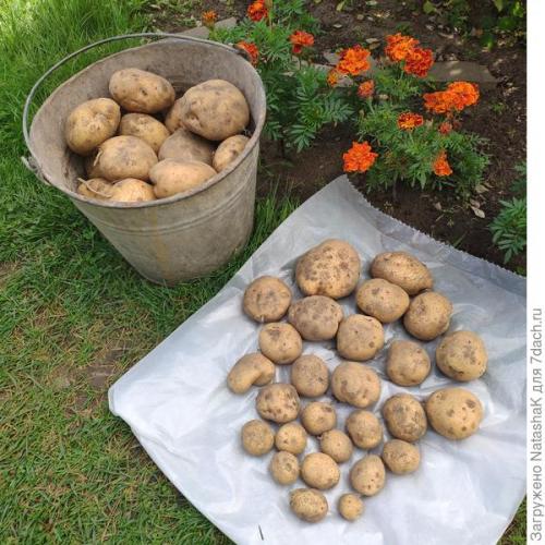 Какой урожай картофеля в 2021 году. Картофельный урожай-2021