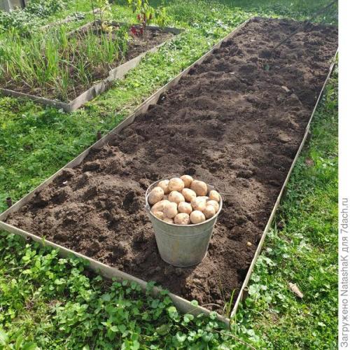 Какой урожай картофеля в 2021 году. Картофельный урожай-2021