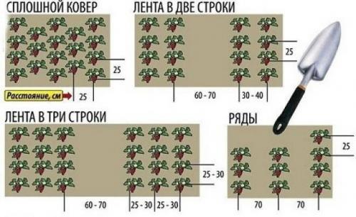 Когда обрезать ремонтантную клубнику. Посадка земляники