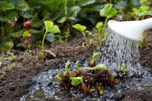 Чем подкормить грушу в июне. Необходимость подкормки