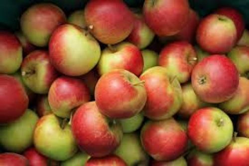 Какие виды яблок лучше всего использовать для изготовления сухофруктов. Сорта яблок для приготовления сухофруктов