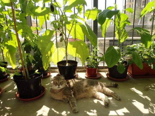 Капельный полив на балконе своими руками. Еще раз про правильный полив балконного огорода