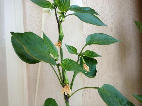 Капельный полив на балконе своими руками. Еще раз про правильный полив балконного огорода