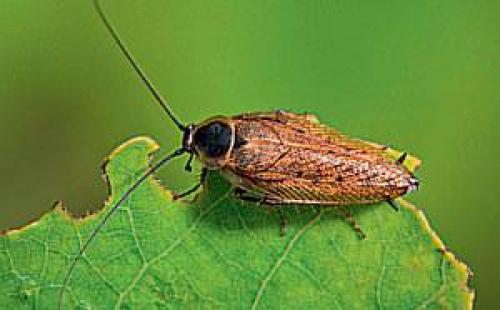 Черные и рыжие тараканы. Жизненный цикл тараканов 10 Черные и рыжие тараканы. Жизненный цикл тараканов 10