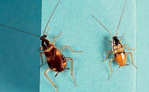 Черные и рыжие тараканы. Жизненный цикл тараканов 06 Черные и рыжие тараканы. Жизненный цикл тараканов 06