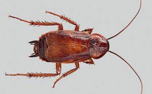 Черные и рыжие тараканы. Жизненный цикл тараканов 05 Черные и рыжие тараканы. Жизненный цикл тараканов 05