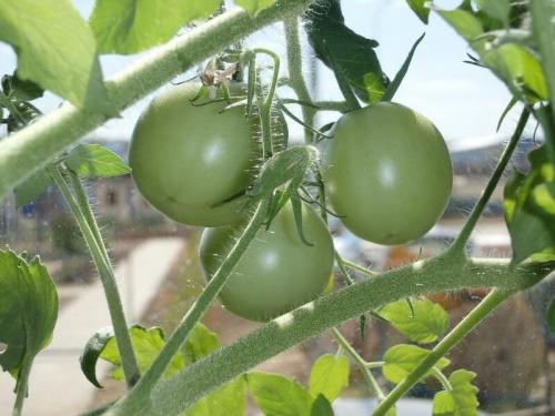 Капельный полив на балконе своими руками. Еще раз про правильный полив балконного огорода