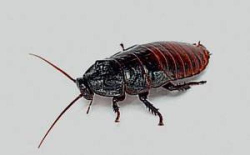 Черные и рыжие тараканы. Жизненный цикл тараканов 09 Черные и рыжие тараканы. Жизненный цикл тараканов 09