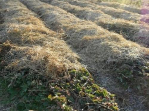 Как правильно укрыть клубнику на зиму. Этапы подготовки к зимовке 07 Как правильно укрыть клубнику на зиму. Этапы подготовки к зимовке 07