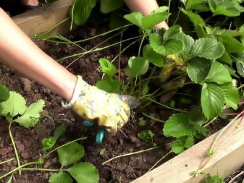 Как правильно укрыть клубнику на зиму. Этапы подготовки к зимовке 06 Как правильно укрыть клубнику на зиму. Этапы подготовки к зимовке 06