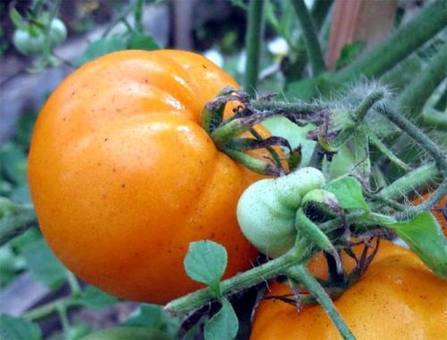 Томаты Хурма описание и характеристика сорта. Сорт томата Хурма – характеристика и описание, отзывы, фото