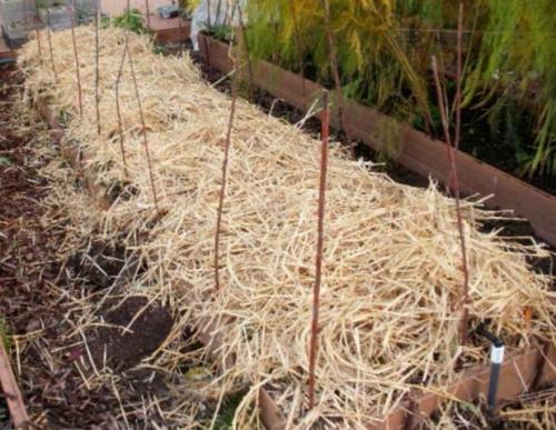 Как правильно укрыть клубнику на зиму. Этапы подготовки к зимовке 14 Как правильно укрыть клубнику на зиму. Этапы подготовки к зимовке 14