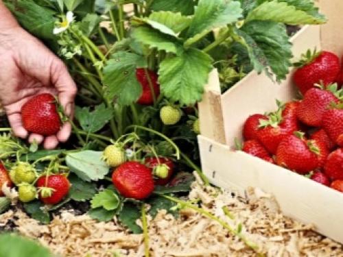 Как правильно укрыть клубнику на зиму. Этапы подготовки к зимовке 03 Как правильно укрыть клубнику на зиму. Этапы подготовки к зимовке 03