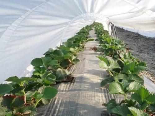 Как правильно укрыть клубнику на зиму. Этапы подготовки к зимовке 05 Как правильно укрыть клубнику на зиму. Этапы подготовки к зимовке 05