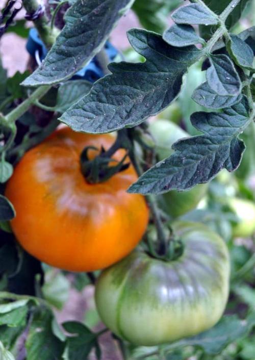 Томаты Хурма описание и характеристика сорта. Сорт томата Хурма – характеристика и описание, отзывы, фото