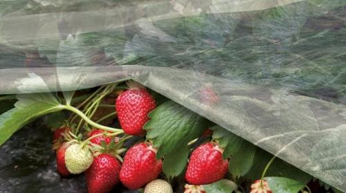 Когда укрывать клубнику агроволокном. Как и чем укрыть клубнику на зиму?