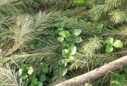 Укрытие клубники осенью. Натуральные материалы