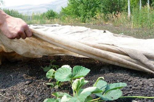 Как укрыть клубнику на зиму в сибири. Когда и чем укрыть клубнику на зиму