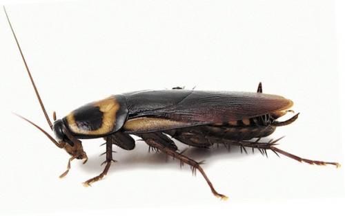 Сколько живут тараканы домашние рыжие. Идеальные условия для жизни таракана-прусака. 01 Сколько живут тараканы домашние рыжие. Идеальные условия для жизни таракана-прусака. 01