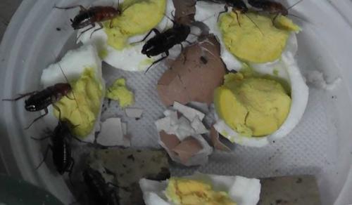 Сколько живут тараканы домашние рыжие. Идеальные условия для жизни таракана-прусака. 02 Сколько живут тараканы домашние рыжие. Идеальные условия для жизни таракана-прусака. 02