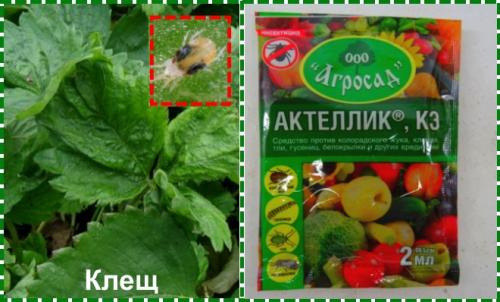 Обработка клубники осенью от болезней и вредителей. Обработка клубники осенью на зиму от болезней и вредителей