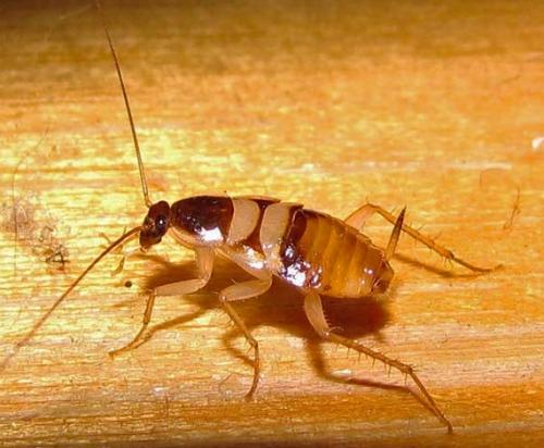 Сколько живет таракан в домашних условиях и в природе. Особенности жизненного цикла тараканов: сколько живут, как быстро размножаются