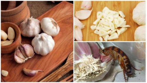 От чего умирают тараканы. Чего боятся тараканы — то и нужно применять в первую очередь