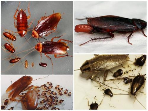 Сколько живут рыжие и черные тараканы. Цикл жизни тараканов