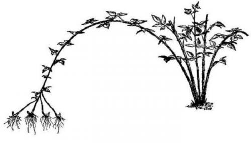 Как размножить малину черенками осенью. Размножение малины черенками