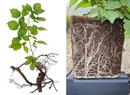 Как быстро размножить малину. ТОП 9 способов, как в домашних условиях быстро размножить малину