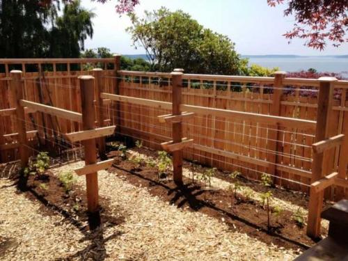 Размножение малины в стаканчиках. Размножение малины: 125 фото и видео описание, как правильно размножить малину своими руками