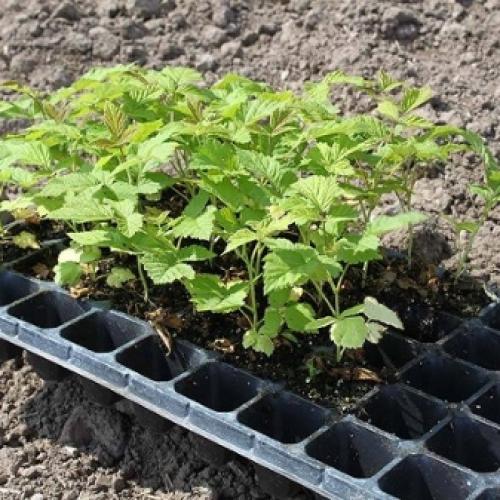 Как быстро размножить малину. ТОП 9 способов, как в домашних условиях быстро размножить малину 21 Как быстро размножить малину. ТОП 9 способов, как в домашних условиях быстро размножить малину 21