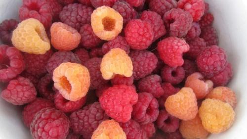 Как быстро размножить малину. ТОП 9 способов, как в домашних условиях быстро размножить малину 23 Как быстро размножить малину. ТОП 9 способов, как в домашних условиях быстро размножить малину 23