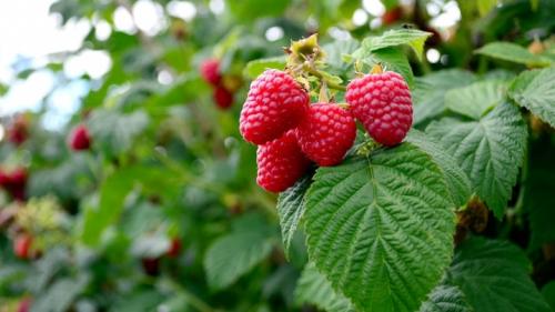 Как быстро размножить малину. ТОП 9 способов, как в домашних условиях быстро размножить малину 22 Как быстро размножить малину. ТОП 9 способов, как в домашних условиях быстро размножить малину 22