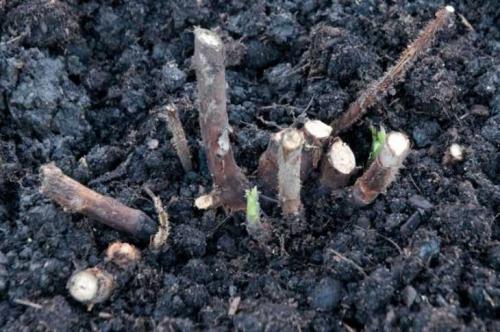 Размножение малины в стаканчиках. Размножение малины: 125 фото и видео описание, как правильно размножить малину своими руками