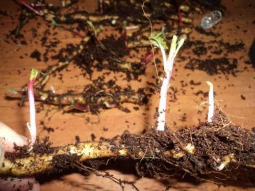 Размножение малины в стаканчиках. Размножение малины: 125 фото и видео описание, как правильно размножить малину своими руками