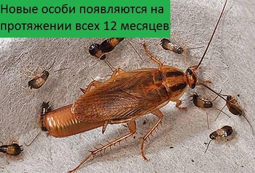 Как предотвратить размножение тараканов. Особенности размножения тараканов