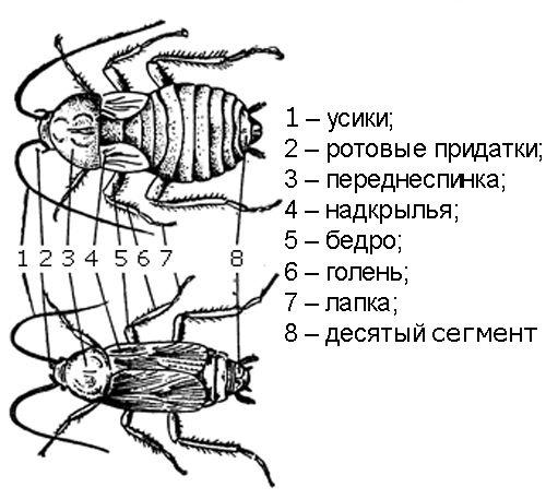 Как живут и размножаются тараканы. Что собой представляют тараканы?