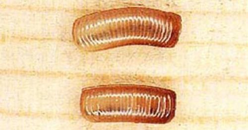 Как живут и размножаются тараканы. Что собой представляют тараканы?