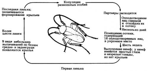 Как живут и размножаются тараканы. Что собой представляют тараканы?