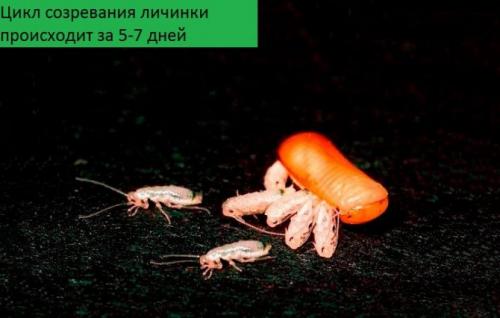 Как предотвратить размножение тараканов. Особенности размножения тараканов