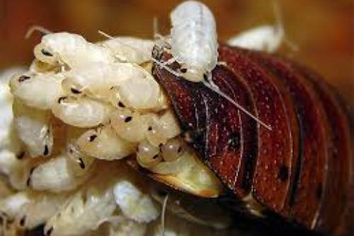 Как живут и размножаются тараканы. Что собой представляют тараканы?